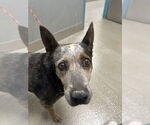 Small Australian Cattle Dog Mix