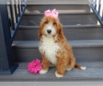 Small Photo #2 Goldendoodle (Miniature) Puppy For Sale in MILLERSBURG, OH, USA