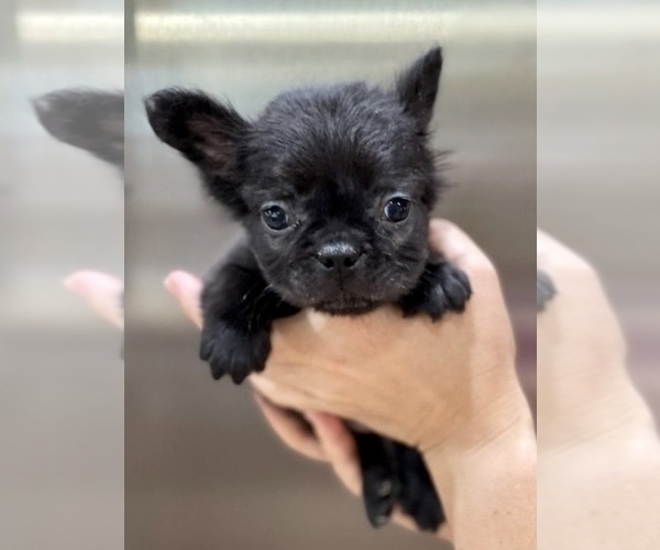 Medium Photo #8 French Bulldog Puppy For Sale in LOS ANGELES, CA, USA