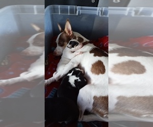 Mother of the Rat-Cha puppies born on 07/13/2019