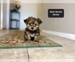 Small #5 Morkie
