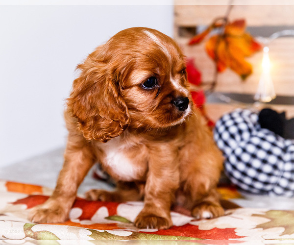 Medium Photo #25 Cavalier King Charles Spaniel Puppy For Sale in WAKARUSA, IN, USA