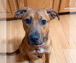 Small #3 Mutt