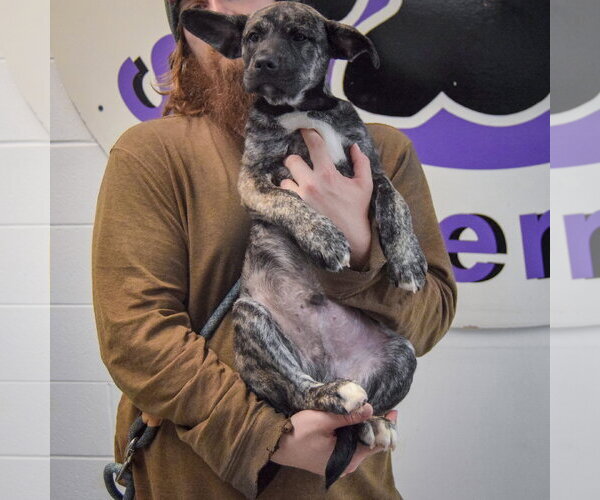 Medium Photo #4 Shollie Puppy For Sale in Huntley, IL, USA