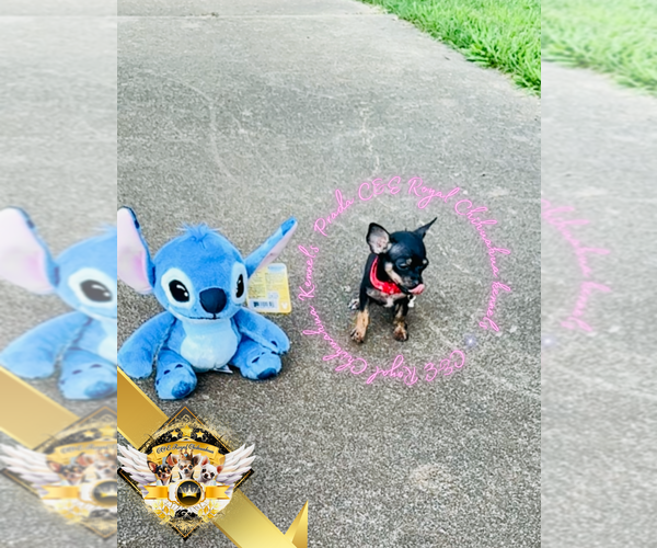 Medium Photo #6 Chihuahua Puppy For Sale in ATHENS, GA, USA