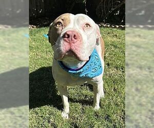 Ziggy - Male American Pit Bull Terrier Dog for Adoption - Photo #2
