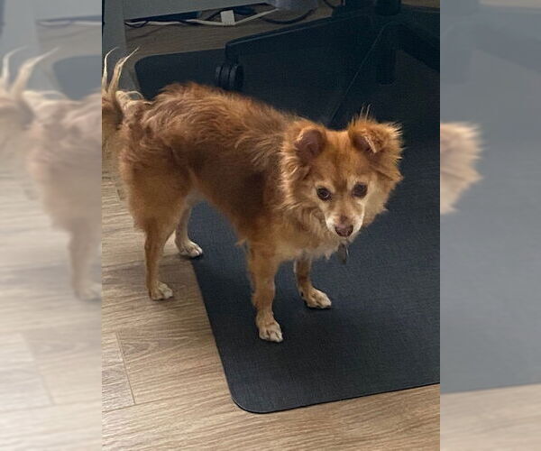 Medium Photo #5 Pomeranian-Unknown Mix Puppy For Sale in Sandy, UT, USA