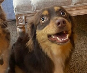 Father of the Miniature Australian Shepherd puppies born on 03/10/2025