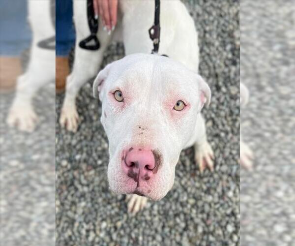 Medium Photo #1 Mutt Puppy For Sale in Woodland, CA, USA