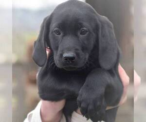 Labradoodle-Weimaraner Mix Puppy for sale in BERNVILLE, PA, USA