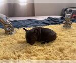Puppy 6 French Bulldog