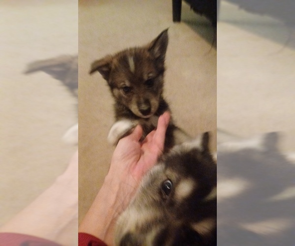 Medium Photo #6 Gerberian Shepsky Puppy For Sale in EDMORE, MI, USA