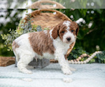Small Photo #18 Poodle (Miniature) Puppy For Sale in WOLCOTTVILLE, IN, USA