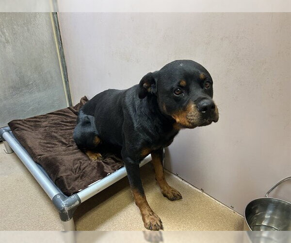 Medium Photo #1 Rottweiler Puppy For Sale in Martinez, CA, USA