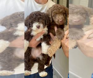 Goldendoodle (Miniature) Puppy for sale in MIAMI, FL, USA