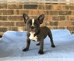 Small Photo #1 French Bulldog Puppy For Sale in FORESTVILLE, CA, USA