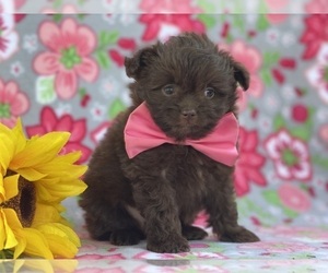Pom-A-Poo Puppy for sale in LANCASTER, PA, USA