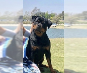 Mother of the Rottweiler puppies born on 05/21/2019