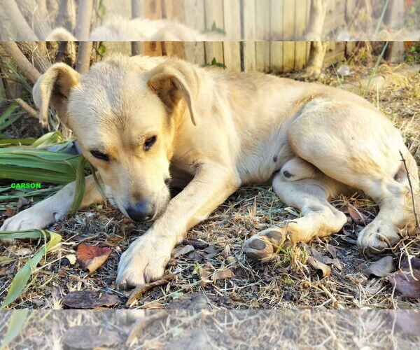 Medium Photo #2 Labrador Retriever-Unknown Mix Puppy For Sale in Woodland Hills, CA, USA