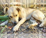 Small #1 Labrador Retriever Mix