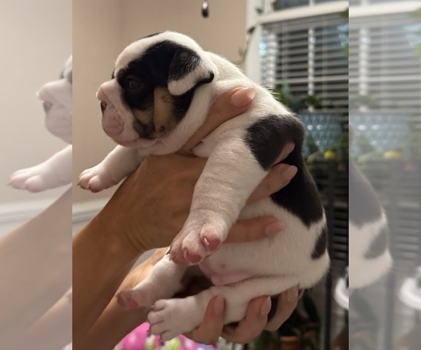 Medium Photo #26 English Bulldog Puppy For Sale in FAYETTEVILLE, NC, USA