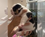 Small #8 English Bulldog