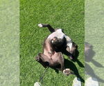 Small #2 American Pit Bull Terrier Mix