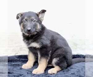 German Shepherd Dog Puppy for Sale in READING, Pennsylvania USA