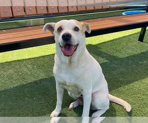 Mutt Dogs for adoption in Orange, CA, USA