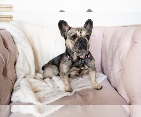 Medium Photo #3 French Bulldog Puppy For Sale in St. Louis Park, MN, USA