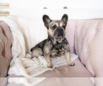 Small #2 French Bulldog