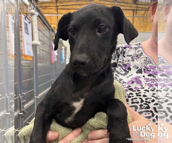 Medium Photo #2 Retriever -Unknown Mix Puppy For Sale in Washington, DC, USA