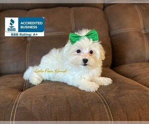 Maltipoo Puppy for sale in WINNSBORO, LA, USA