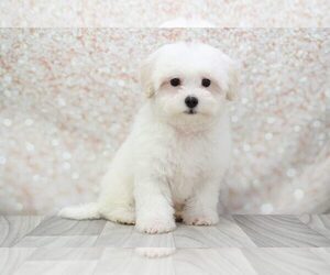 Maltipoo Puppy for sale in MARIETTA, GA, USA