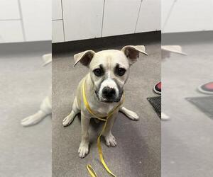 Siberian Husky Dogs for adoption in HESPERIA, CA, USA