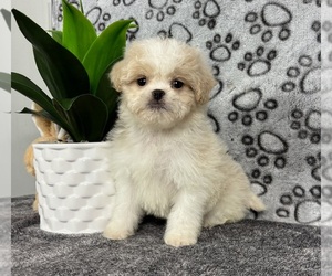 Mal-Shi Puppy for sale in FRANKLIN, IN, USA