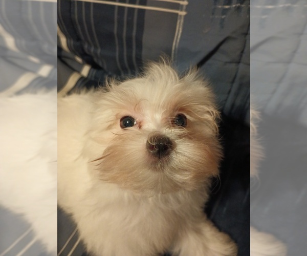 Medium Photo #1 Maltese Puppy For Sale in LUDOWICI, GA, USA