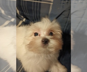 Maltese Puppy for sale in LUDOWICI, GA, USA