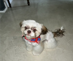 Small #6 Shih Tzu