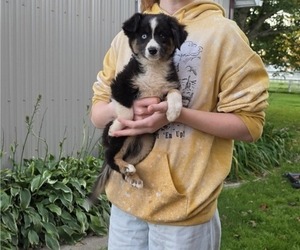 Miniature Australian Shepherd Puppy for sale in MILTON, WI, USA