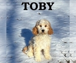 Image preview for Ad Listing. Nickname: Toby
