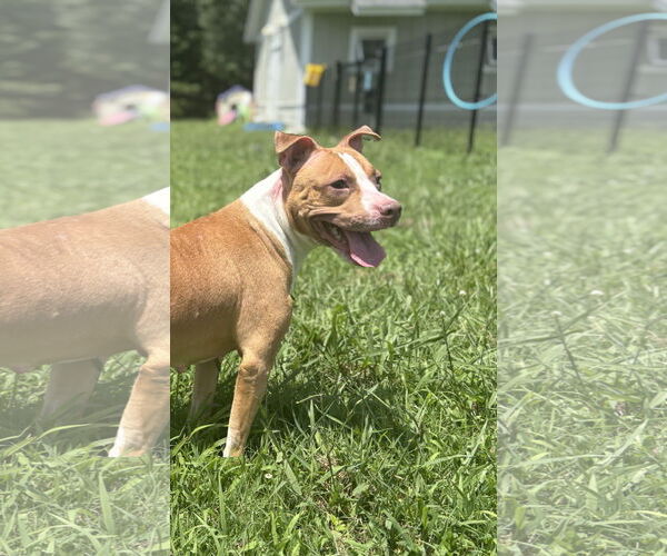 Medium Photo #3 American Pit Bull Terrier-Unknown Mix Puppy For Sale in Virginia Beach, VA, USA