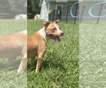 Small #2 American Pit Bull Terrier Mix