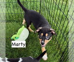 Small Mutt