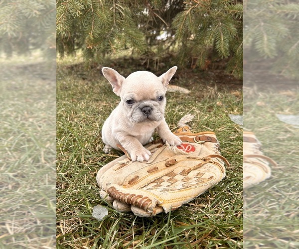 Medium Photo #3 French Bulldog Puppy For Sale in MIDDLEBURY, IN, USA
