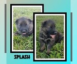 Puppy Splash German Shepherd Dog