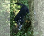 Small Photo #12 Goberian Puppy For Sale in MORGANTOWN, IN, USA