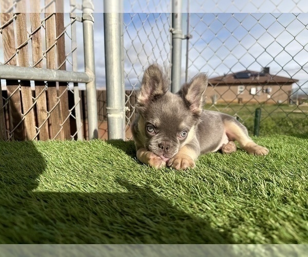Medium Photo #18 French Bulldog Puppy For Sale in MONTE SERENO, CA, USA