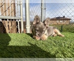 Small #17 French Bulldog