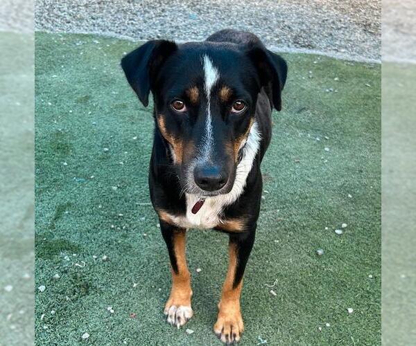 Medium Photo #12 Mutt Puppy For Sale in San Diego, CA, USA